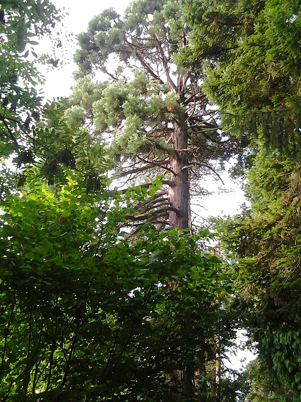 Séquoia géant à Nontron